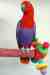 Eclectus