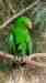 Eclectus