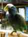 Pionus