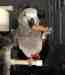 African Grey