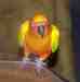 Conure