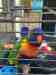Lory / Lorikeet