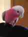 Galah Cockatoo