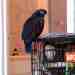 Pionus