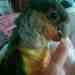 Conure