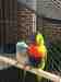 Lory / Lorikeet