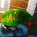 Lory / Lorikeet