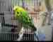 Budgerigar