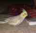 Cockatiel