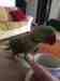 Alexandrine