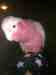 Galah Cockatoo