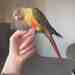 Conure