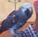 African Grey