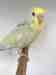 Budgerigar