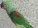 Alexandrine