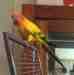 Conure