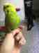 Parakeet