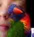 Lory / Lorikeet