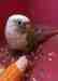 Conure