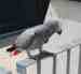 African Grey