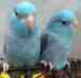 Parrotlet