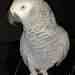 African Grey