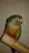 Conure