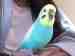 Budgerigar