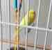 Parakeet