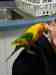 Lory / Lorikeet