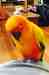 Conure