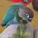 Conure