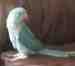 Indian Ringneck Parakeet