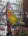 Lovebird