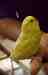 Parakeet