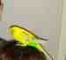 Budgerigar