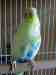 Parakeet