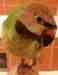 Mustached / Moustached Parakeet