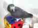 African Grey