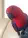 Eclectus