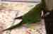 Conure