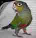 Conure