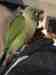 Conure