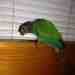 Conure