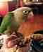 Conure