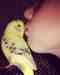 Budgerigar