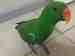 Eclectus