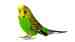 Parakeet