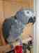 African Grey