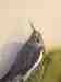 Cockatiel